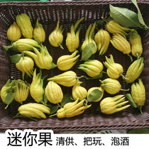 (Mini fruit)Little Buddha handle play green Buddha hand Now pick fresh Jinhua Buddha hand Buddha hand fruit Small green fruit