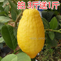 Fresh Citron fruit fresh Jinhua Citron is set up to watch Qinggong for Buddha to smell incense non-Bergamot