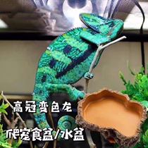 High-crown chameleon pet larva climbing pet pot novice introduction different pet Chinese water dragon green iguana lizard water pot