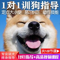 Dog training tutorial video dog tamer artifact Labrador Golden Hair Teddy Corky Pet Dog Training Novice Zero Foundation