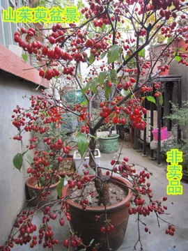 茱萸盆栽-茱萸盆栽促销价格、茱萸盆栽品牌- 淘宝