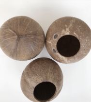 Natural coconut shell old coconut shell small opening coarse surface kindergarten DIY fleshy planting pots Handicraft materials