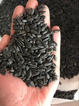 Small black melon seeds oil sunflower small melon seeds tiger skin peony parrot hamster pigeon bird food 5kg