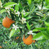 Li Seeking Groceries Spread to the Umbilical Cord Orange