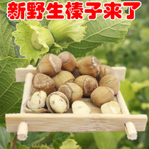 Northeast specialty Tieling Wild Mountain Hazelnut 2021 fresh small hazelnut with green skin water 500g