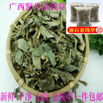 Guangxi Wild Fresh Large Leaf Gold Money Grass Dry Fossil Kidney Natural Wide Gold Money Grass Bubble Water Soluble Stone Tea 500g