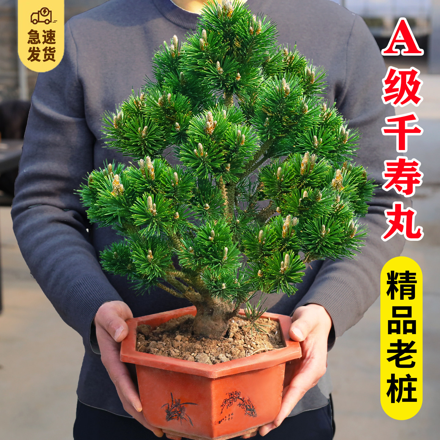 五针松精品盆栽-五针松精品盆栽促销价格、五针松精品盆栽品牌- 淘宝