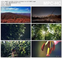 Time-lapse seasons time Sunrise flowers butterflies real video material