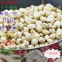 Fritillaria 50g Sichuan Chuanshellfish powder imitation special wild Chinese herbal medicine Fritillaria pine beetle non 500g