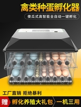 Rutin chicken incubator pigeon duck incubator egg artifact children small household bird egg parrot chicken seedling turtle egg