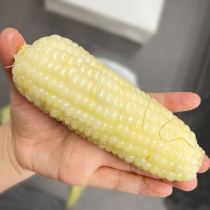 Analysis of Rui vacuum white waxy corn cob 8 Sweet glutinous non-transgenic corn fresh waxy corn northeast sticky corn