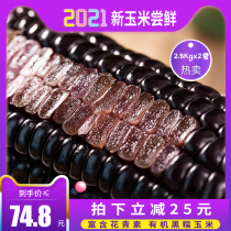 Analysis of Rui northeast black waxy corn 220g * 20 fresh sweet sticky sticky vacuum packed coarse grain organic fresh fragrant purple