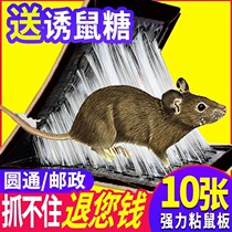 20 super - strong adhesive rat rat - rat - rat - rat - rat - rat - rat - wiped sticky plate sterilized sticky plate