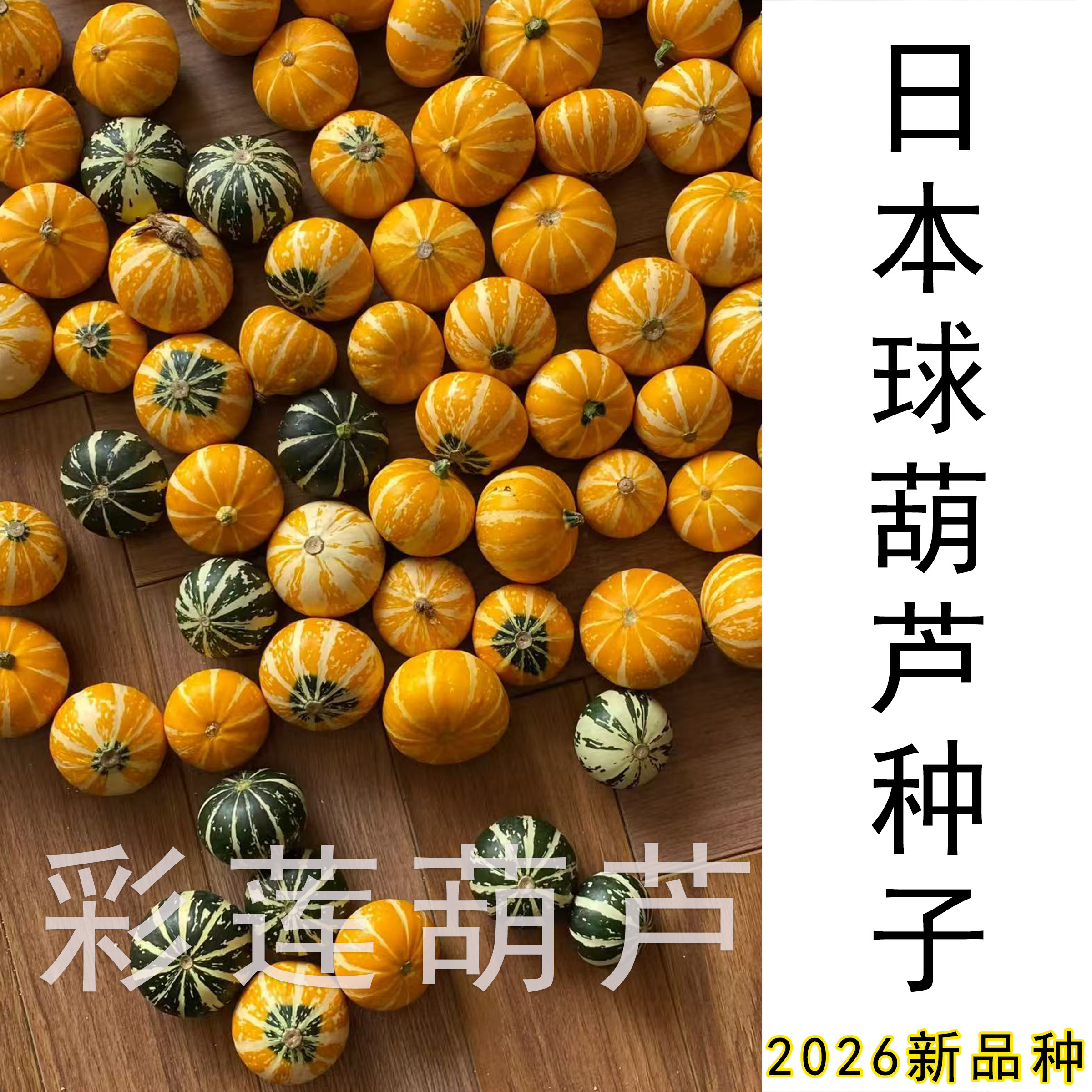 墨西哥葫芦南瓜七彩疙瘩文玩花材摆盘-墨西哥葫芦南瓜七彩疙瘩文玩花材