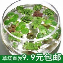 Decorative one-leaf lotus lazy small bonsai fish and shrimp ornamental courtyard hydroponic fish tank flowers and grass simulation flat