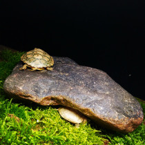 Reptile box natural stone landscape setting Spider lizard turtle scorpion centipede fish snake ecological habitat
