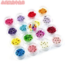 Little plum blossom small narcissus real flower embossed flower Flower glue phone case diy material nail art dried flower jewelry