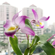 (Blue blood Danshen Dendrobium stump) with Wood delivery non-iron skinned fresh strips Maple Doghead Dendrobium flower