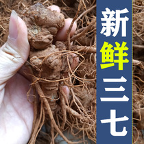 Fresh Sanqi is now digging Wenshan spring three seven heads fresh Three seven root wine wine chicken soup non-wild field seven