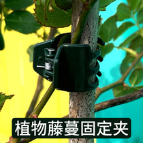 Plant fixing clip Phalaenopsis clip climbing vine rose orchid gentleman orchid clip green clematis small clip
