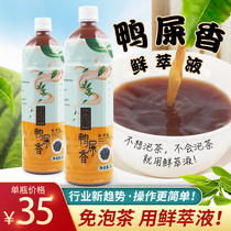 Yichong duck excrement fresh extract sugar-free single cluster Phoenix single fir tea tea shop special lemon tea bottom raw material 1L