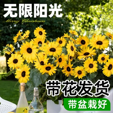 向日葵无限阳光-向日葵无限阳光促销价格、向日葵无限阳光品牌- 淘宝