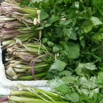 Northeastern Mountain Dish Fresh to Dig Large Leaf Cress Wild Mountain Wild Vegetable Great Leaf Wild Celery 250 gr Two Shunfeng