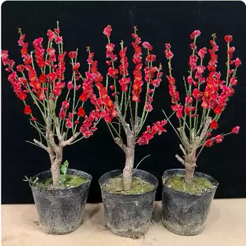 梅花盆栽红梅花-梅花盆栽红梅花促销价格、梅花盆栽红梅花品牌- 淘宝