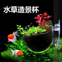 Fish tank water grass cup glass water grass cultivation planting Cup grass cylinder landscape Cup basin single independent cultivation Cup mini