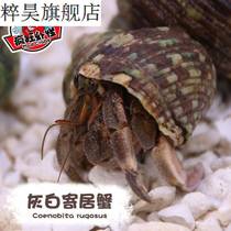 Grey White Pinning Crab Pets Ornamental Crab Tabletop Pet Freshwater Terrestrial heralds Crab Nets Red Little Darling Breeding Simple