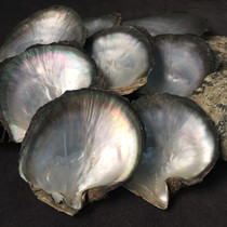 Black butterfly shell raw material unpolished natural conch pearl shell hand-carved material creative home accessories ornaments