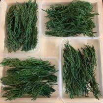 Pine and cypress branches and leaves diy scented candles forever flowers green dotted Christmas tree decoration pine branch shooting props