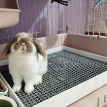 Rabbit small pet supplies toilet big ass toilet leak-proof urine rabbit guinea pig comfortable square large toilet