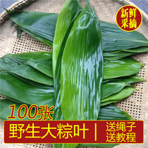  Zongzi leaf Zongzi leaf free mail Fresh large bag of zongzi Ruo leaf Chongqing reed SF dry king size now pick Zongzi leaf