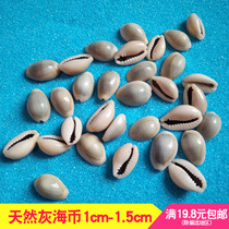 Natural Shell Conch Grey Sea Coin Bao Luo Kindergarten Handmade Crafts Material 1 5cm Small Conch Shell