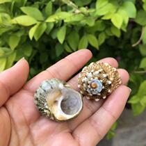 Green snail Green salamander snail Seven-star snail Natural shell Conch Fish tank landscaping shellfish Hermit crab spare shell Replacement shell