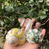 Natural conch shell ancient snail cat eye snail avocado roll scallop fish hermit crab replacement shell aquarium fish tank decoration