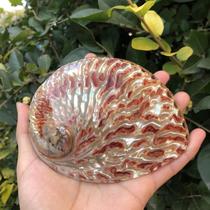 Natural conch shell big abalone shell creative home storage soap box sage potted fish tank landscaping color