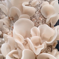 Qinling Tianxia premium jade fungus Northeast specialty small bowl ear white jade fungus dry goods clean and root-free 150g