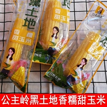  Spot Jiangnan Story corn Non-GMO black land corn 30 sweet waxy corn in Gongzhuling Jilin