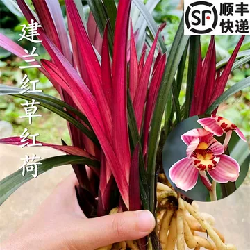 兰花红草红荷-兰花红草红荷促销价格、兰花红草红荷品牌- 淘宝