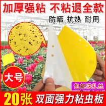 Double Sided Stick Insect plate Trapping Plate Yellow small black worm killing Flying Insects Fruit Fly Thistle Maple Melon Orchard Fly Stick