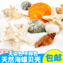 Natural shell conch sea star fish tank landscaping handmade diy perforated drift bottle decoration scallop fish children handmade