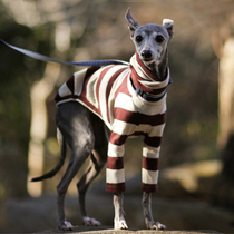  Pet autumn and winter with foreleg bottoming shirt Dog anti-fall sweater Fine dog Whippet Dubin Hound striped clothes