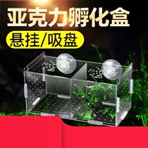 Female fish colorful fish acrylic pregnant parrot clownfish separator production tank isolation box feeding box birth