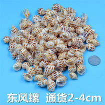 Dongfeng Snail Natural Shell Sea Snail Fish Tank Kindergarten Handmade Diy Drift Bottle Decoration Posting Crab Replacement Shell