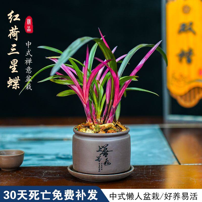 兰花红草红荷-兰花红草红荷促销价格、兰花红草红荷品牌- 淘宝