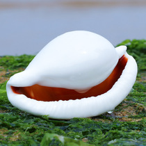 White rabbit snail natural shell conch fish tank aquarium home decoration wedding platform wall stickers creative diy drifting bottle