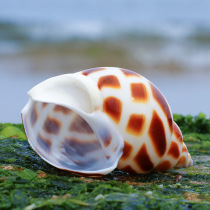 Dongfeng snail flower snail shell natural shell conch fish tank landscaping aquarium decoration roll shellfish hermit crab shell