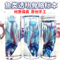 New transparent bone specimen Mandarin fish double stained fish ornaments gift handmade men and women